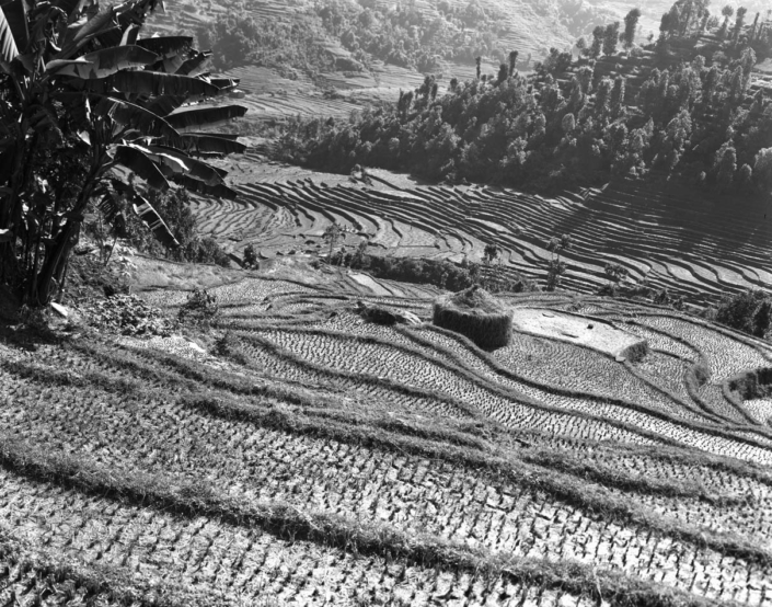 Rice fields near Nuwakot Nepal
